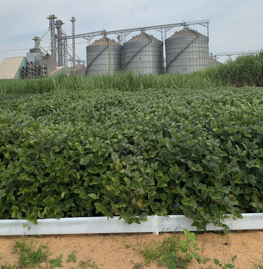 ბრაზილიის შაქრის ლერწმის ინდუსტრია იზრდება — Coplacana-ს როლი აგროსექტორში